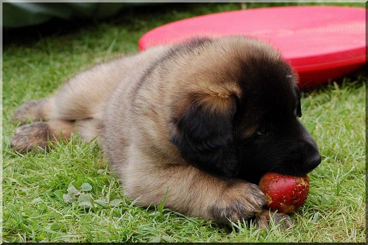 leonberger 012.jpg